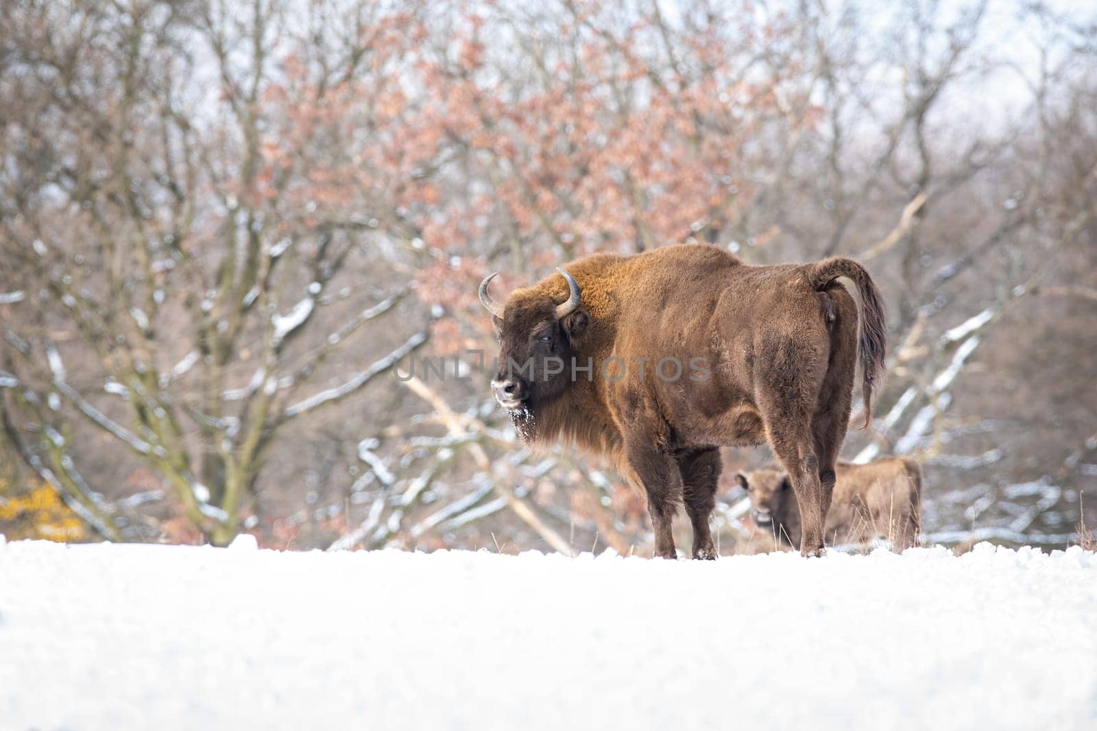 Majestic european bison, bison bonasus, looking angry in white snowy woodland. Dominant male mammal on pasture in winter. Bull with fluffy brown fur standing on the snow with copy space.