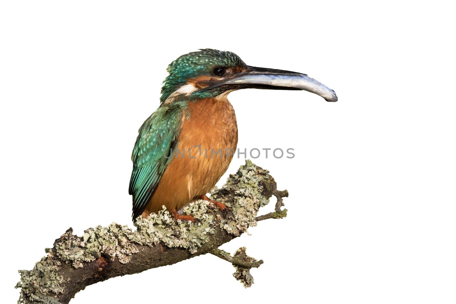 Common kingfisher, alcedo atthis, sitting on branch and holding fish in beak isolated on white background. Colorful bird with orange and blue feathers with a catch cut out on blank.