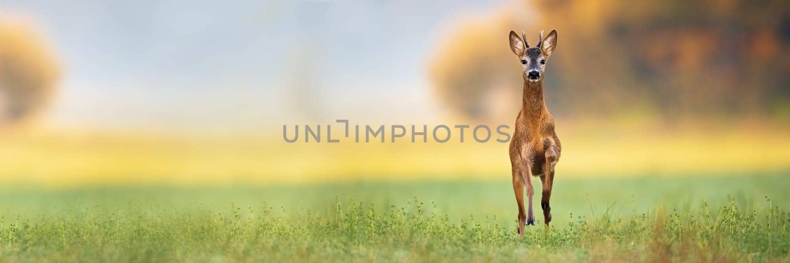 Young roe deer, capreolus capreolus, buck spring forward and approaching from front view on a green meadow in summer at sunrise. Wide panoramic composition of wild animal running with copy space.