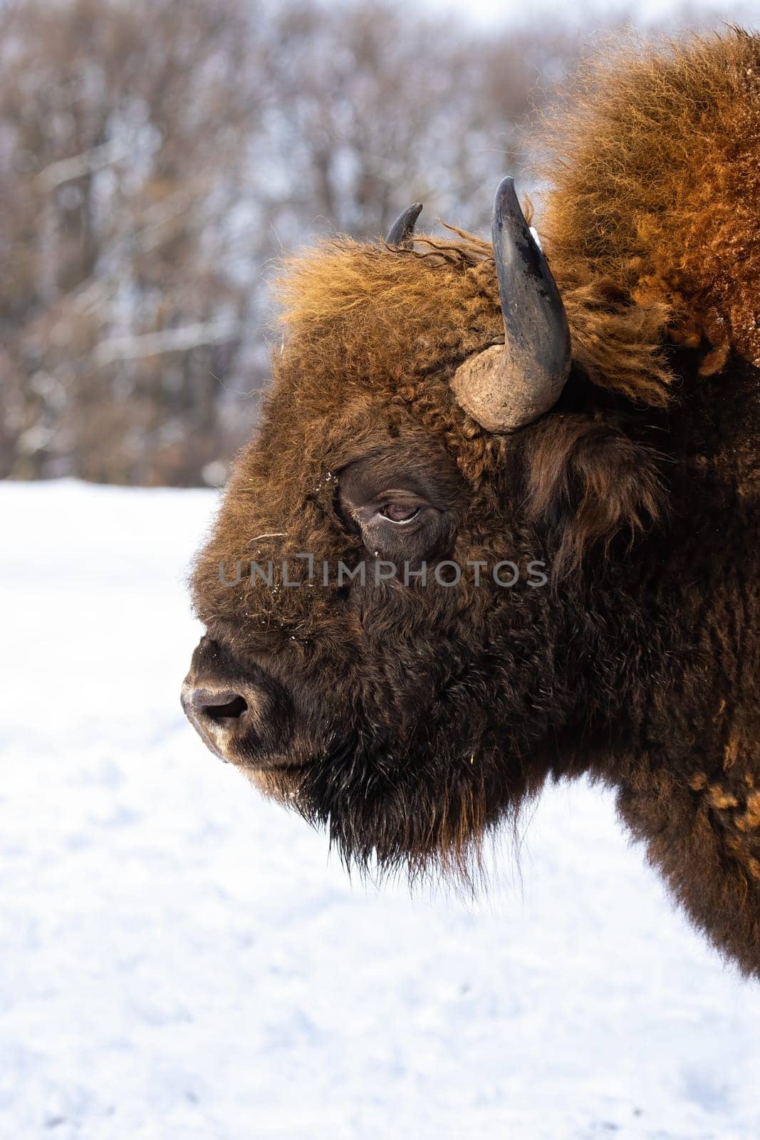 Fluffy head of adult european bison, bison bonasus, with snow in background. Vertical portrait of a wisent with winter fur in the forest. Close up of wild mammal with horns looking angry. Endangered animal in nature.