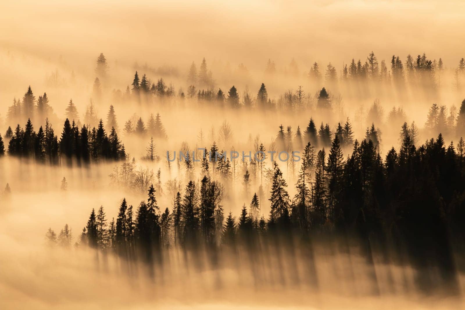 Tranquil nature scenery with trees peeking out of fog and casting long shadows. Peaceful moment in autumn mountains at sunrise. Sun shining through a mist covering woodland.