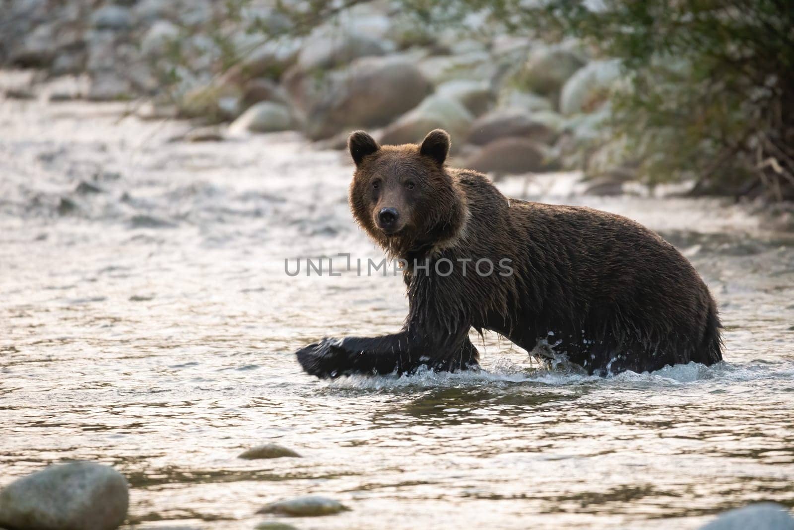 Big brown bear, ursus arctos, wading in river in autumn morning sunlight. Large mammal crossing the lake in fall nature. Wet predator looking to the camera in water.