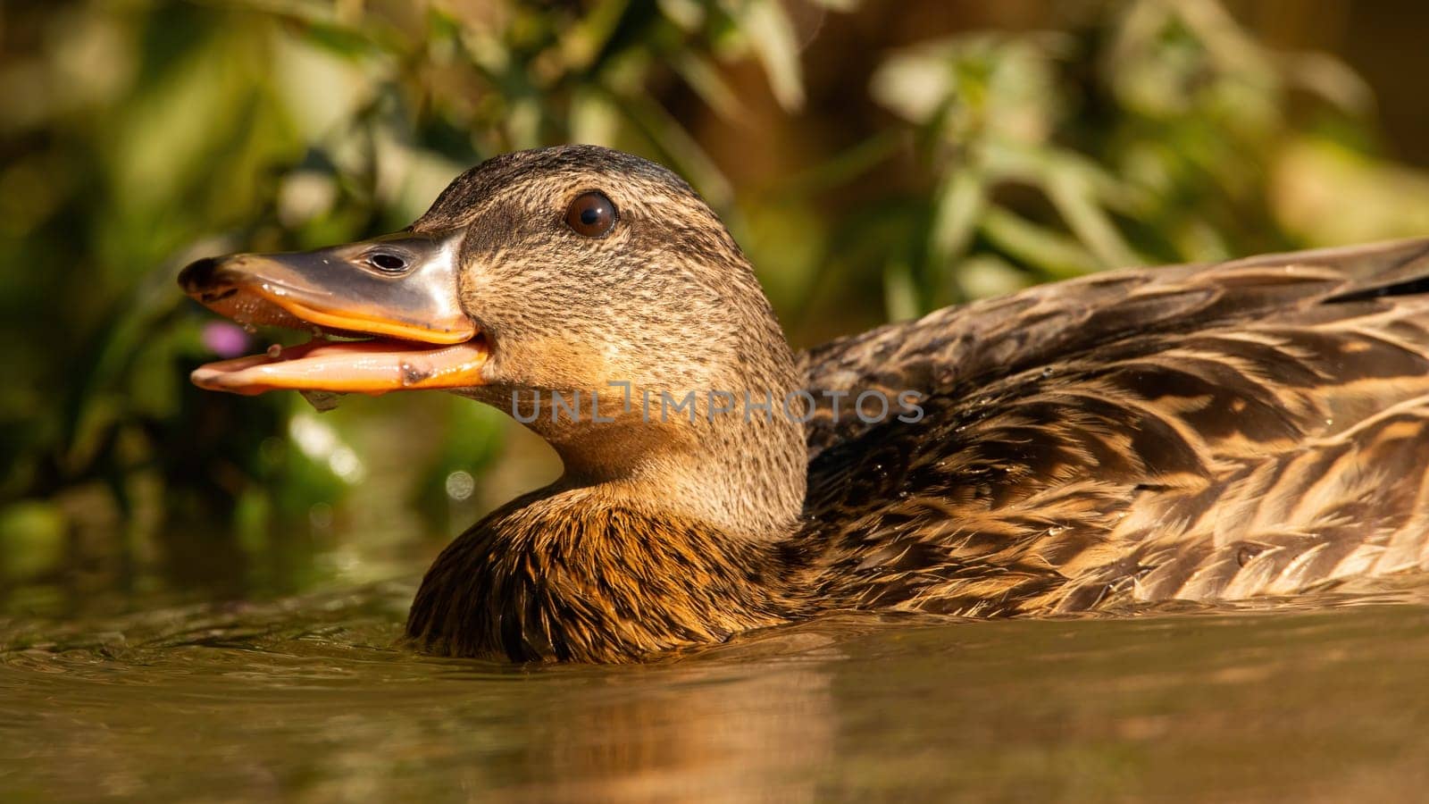 Mallard, anas platyrhynchos, swimming in water with open mouth from soffit. Female duck dabbing in lake in spring nature. Featehred animal floating in swamp in detail.