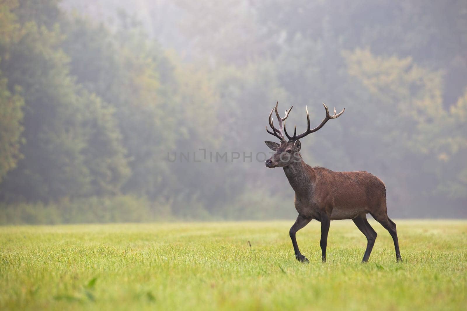 Red deer, cervus elaphus, walking on grassland in autumn mist with copy space. Antlered mammal moving on field with space for text. Stag looking on glade in fog.