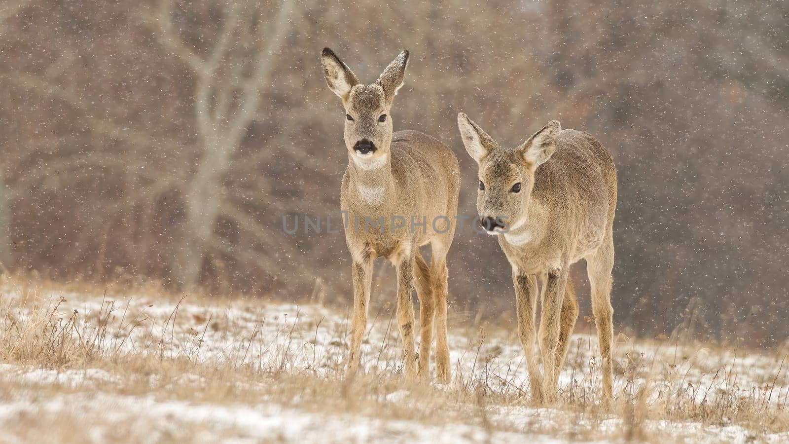 Two roe deer, capreolus capreolus, walking on meadow while snow is falling around in winter. Wild animals approaching from front view in nature. Mammals with brown fur in cold weather.