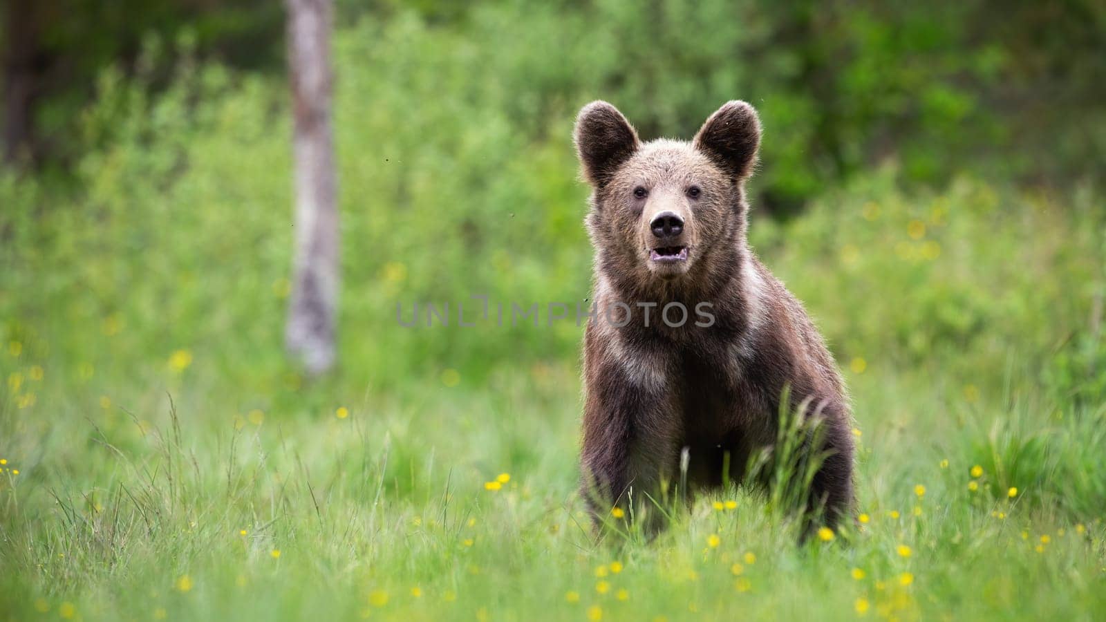 Brown bear, ursus arctos, standing on meadow in summer with copy space. Large predator staring to the camera on blossom glade. Big mammal watching on grass.
