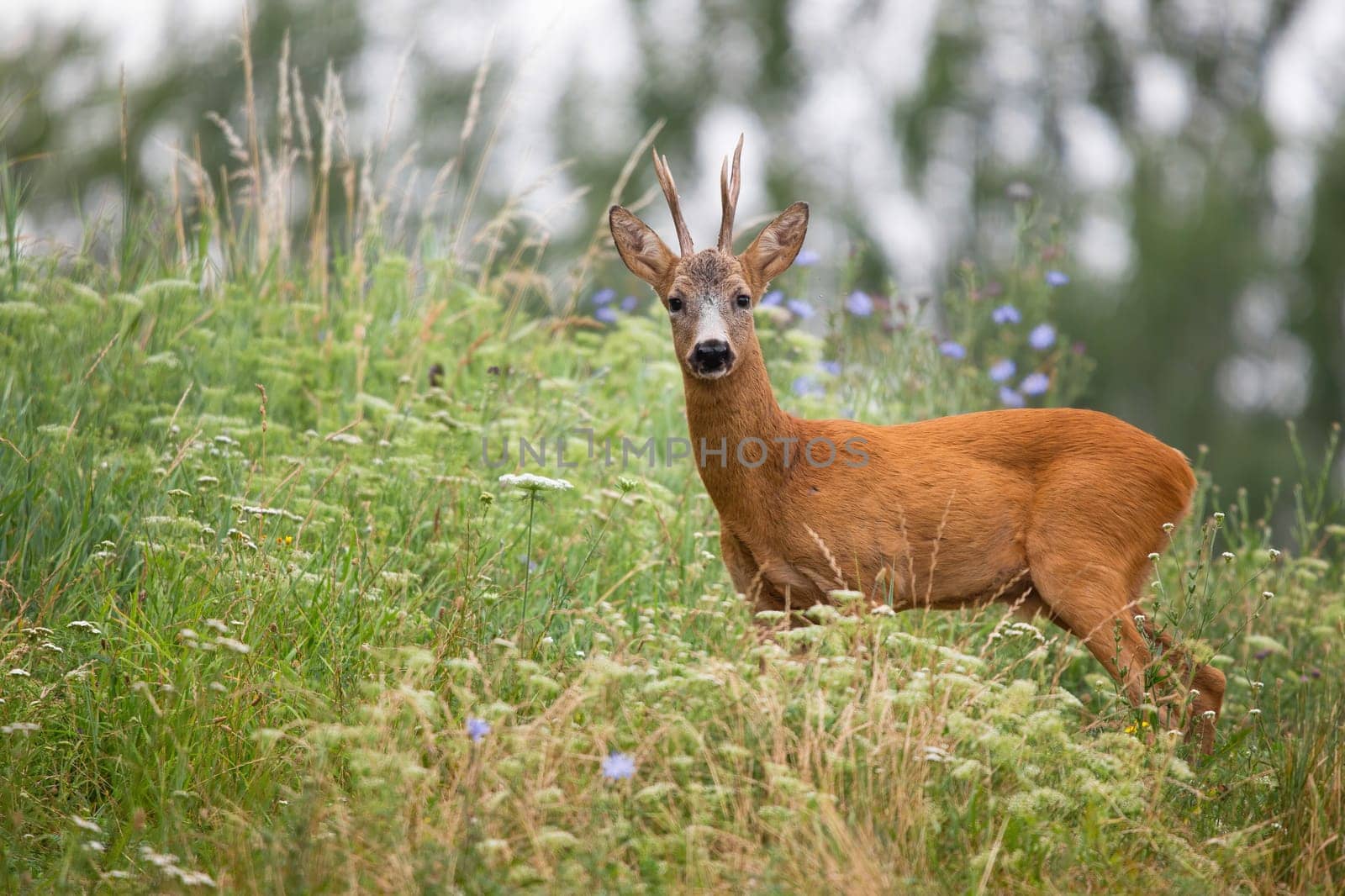 Roe deer, capreolus capreolus, looking to the camera in long grass from side. Roebuck standing in blooming wildflowers in summer. Antlered mammal observing on meadow.