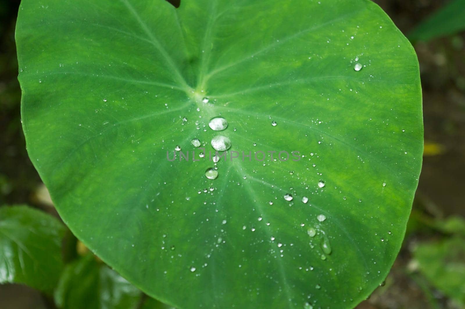 Fresh Green New Taro Colocasia Elephant Ear Plants or Arbi Leaf with Rain Drops or Morning Dew. This wetland ornamental plant can hold Water due to its honeycomb like pattern and hydrophobic surface.