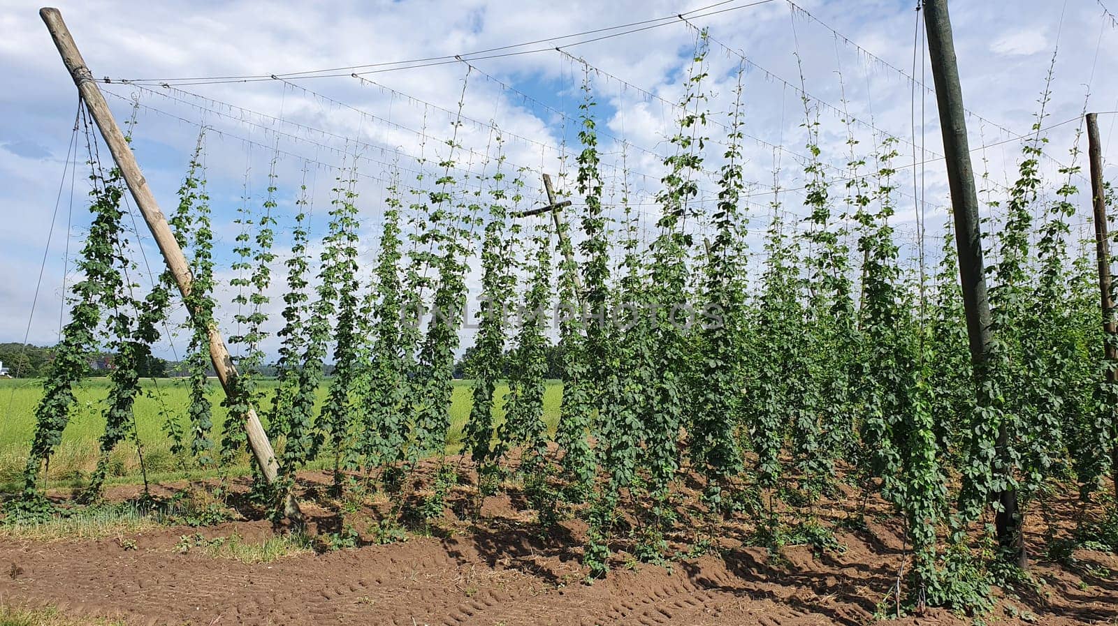 hops plantation