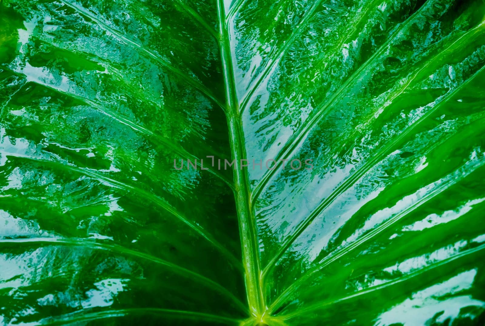 Close up of a large wet and glossy Fresh Green New Taro Colocasia Elephant Ear Plants or Arbi Leaf (honeycomb like pattern and hydrophobic surface) shinning due to rain on them. Nature Background.