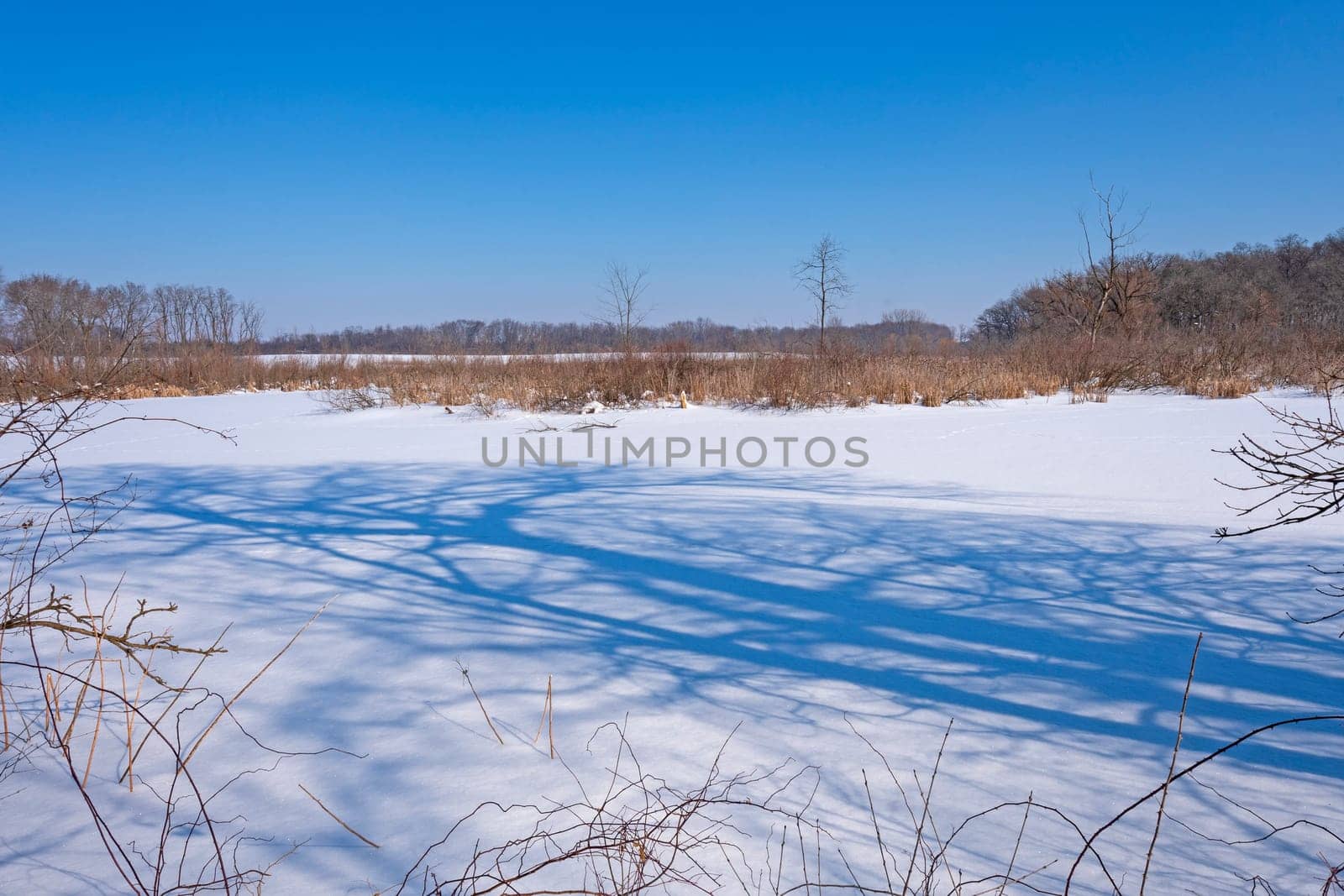 Tree Shadows Looming Over a Frozen Wetland in the Crabtree Nature Preserve in Illinois