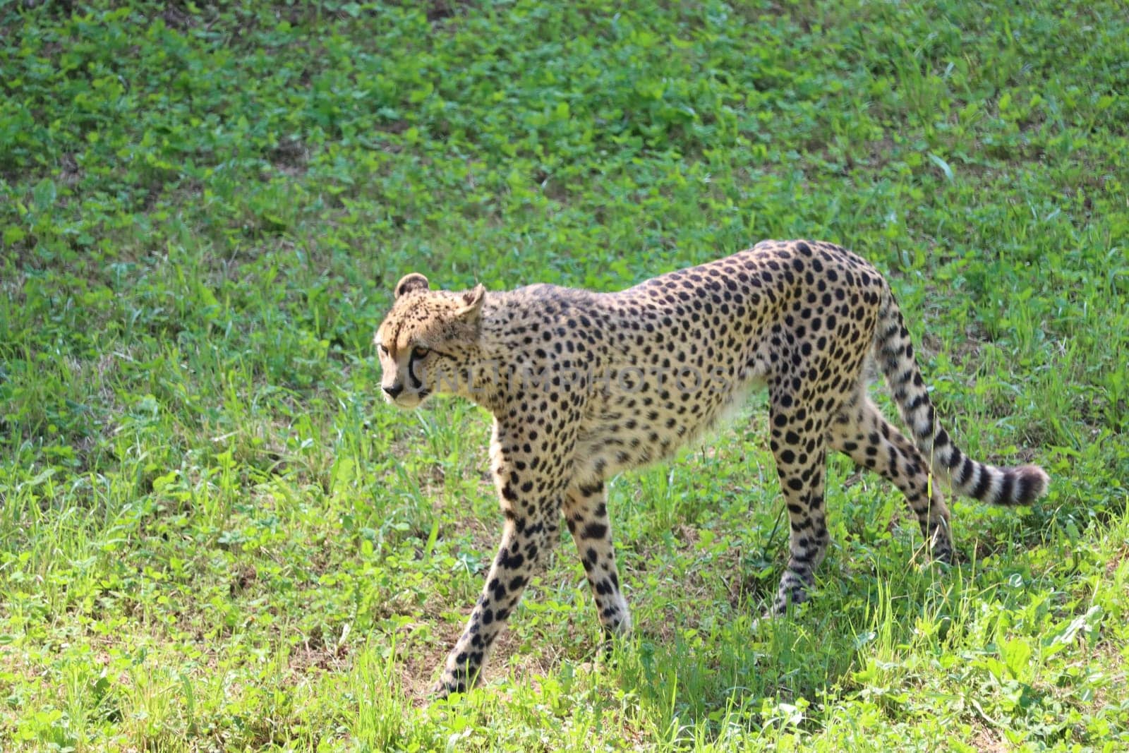 beautiful cheetah fast dangerous wild stealth carnivorous hunter