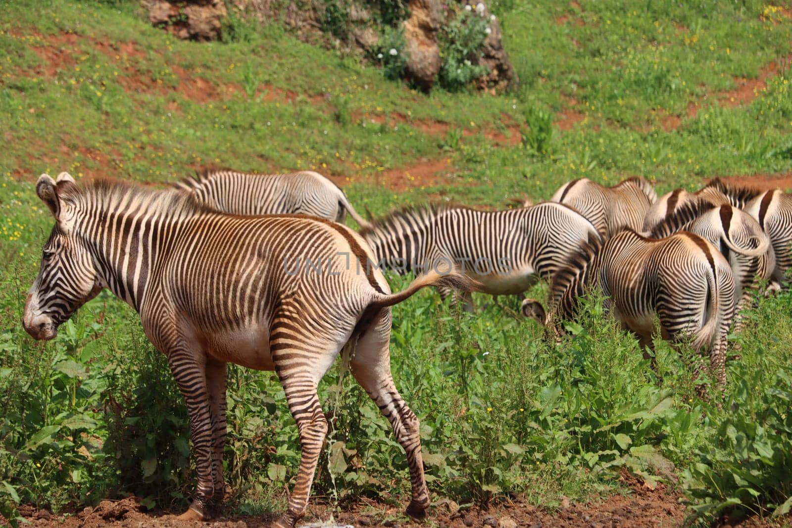beautiful zebras wild animals herbivores fast stripes
