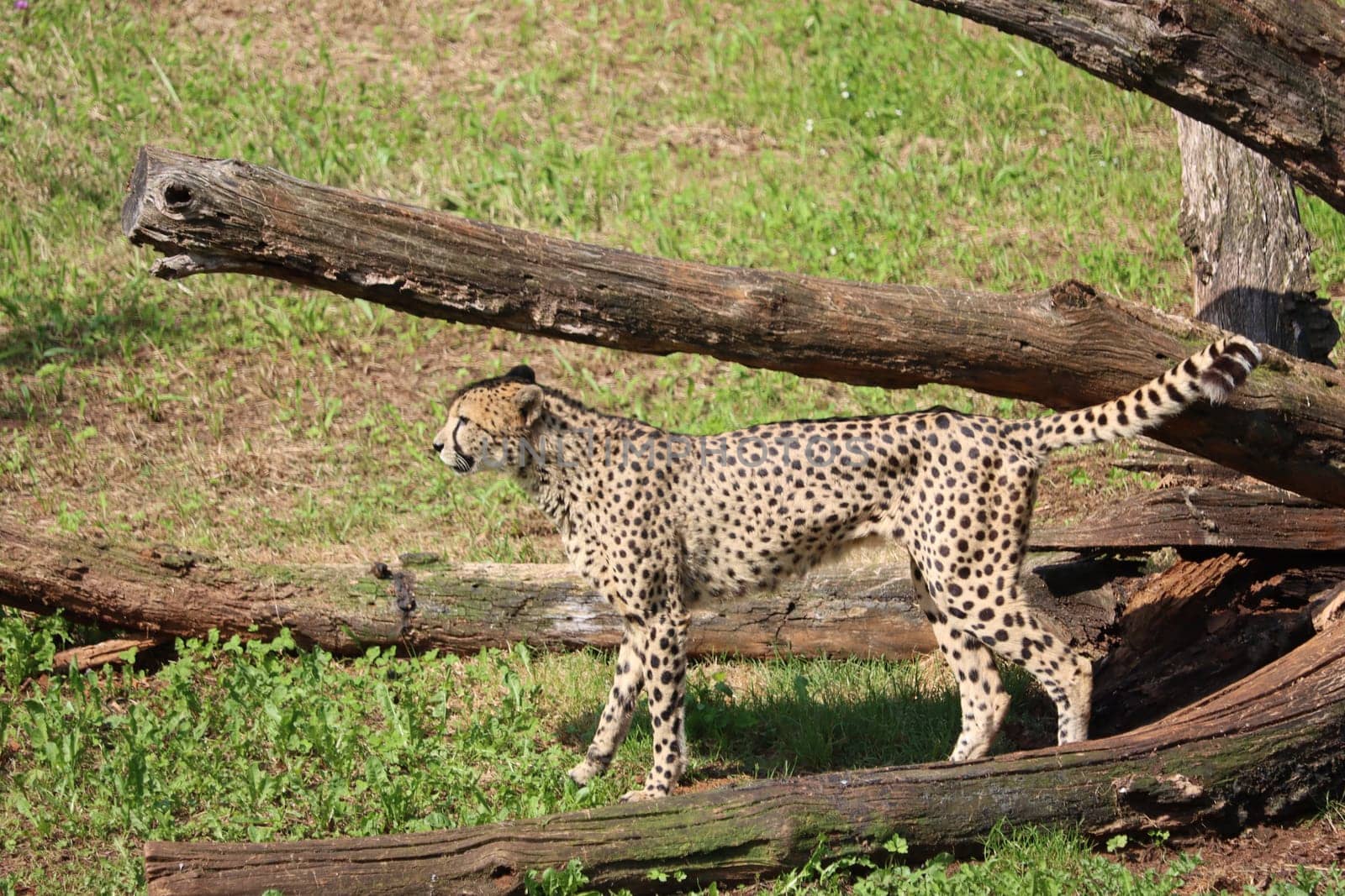 beautiful cheetah fast dangerous wild stealth carnivorous hunter