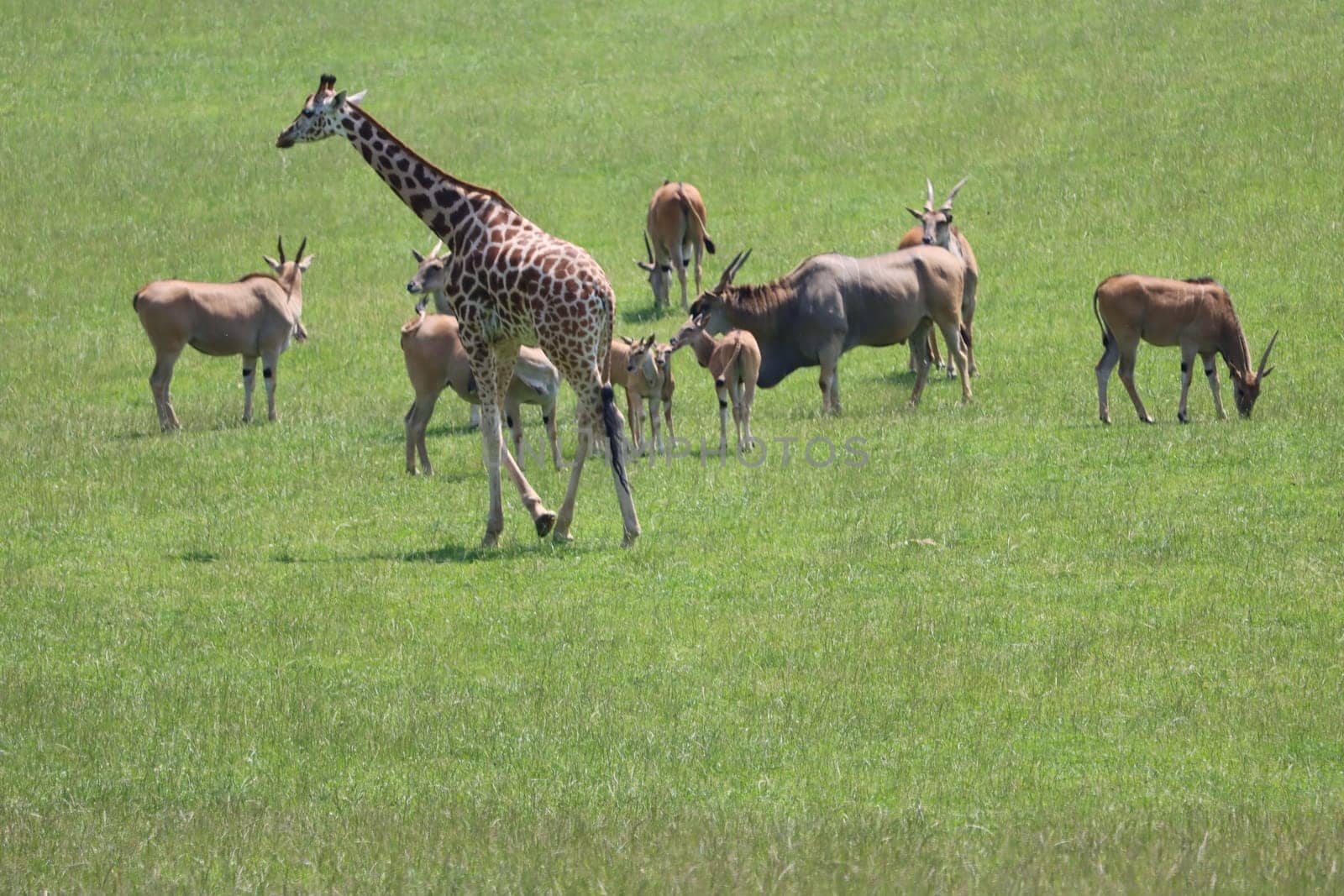 beautiful safari zoo wild animals nature conservation natural balance