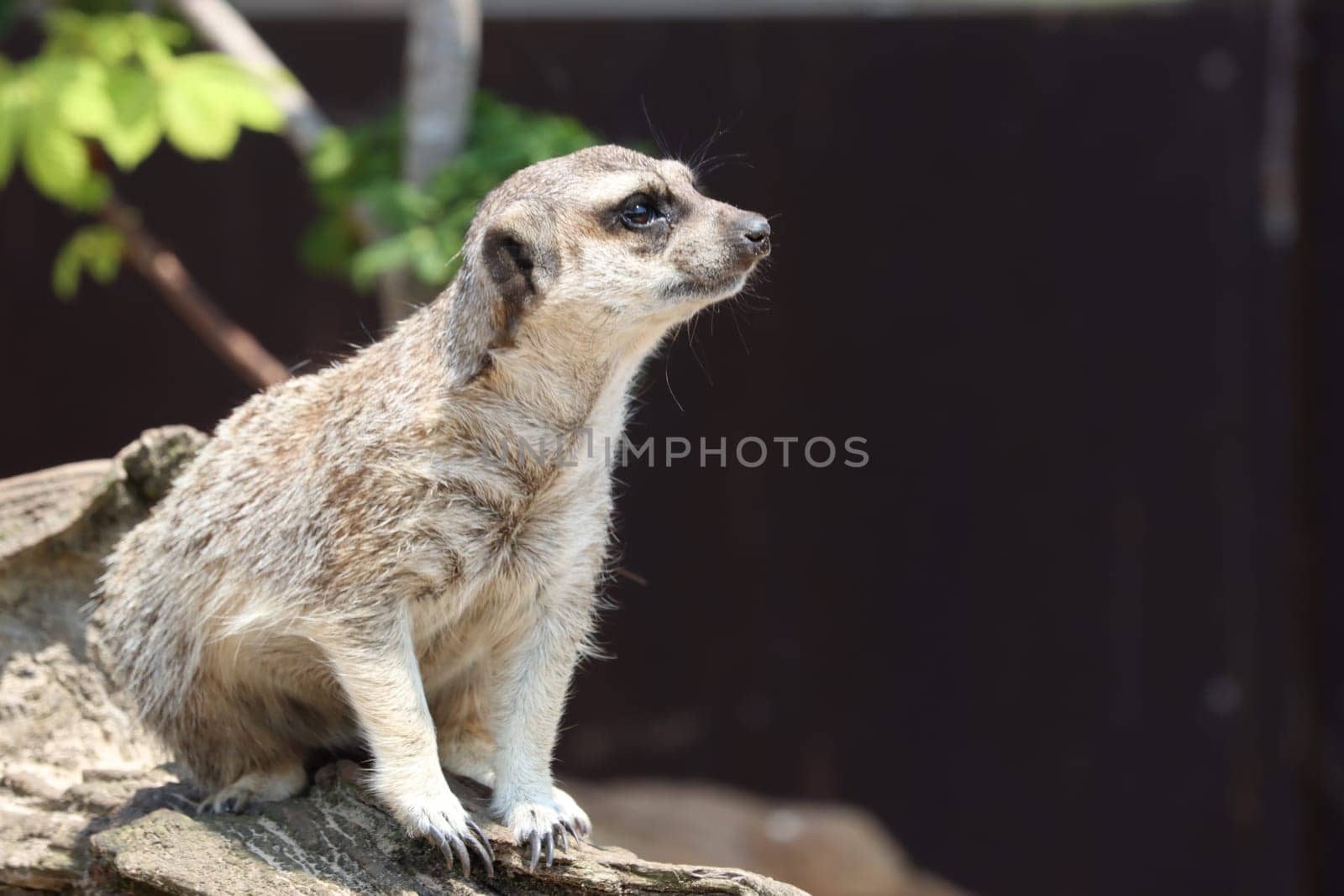 beautiful watchful watchful watching ledge safari wild animal zoo