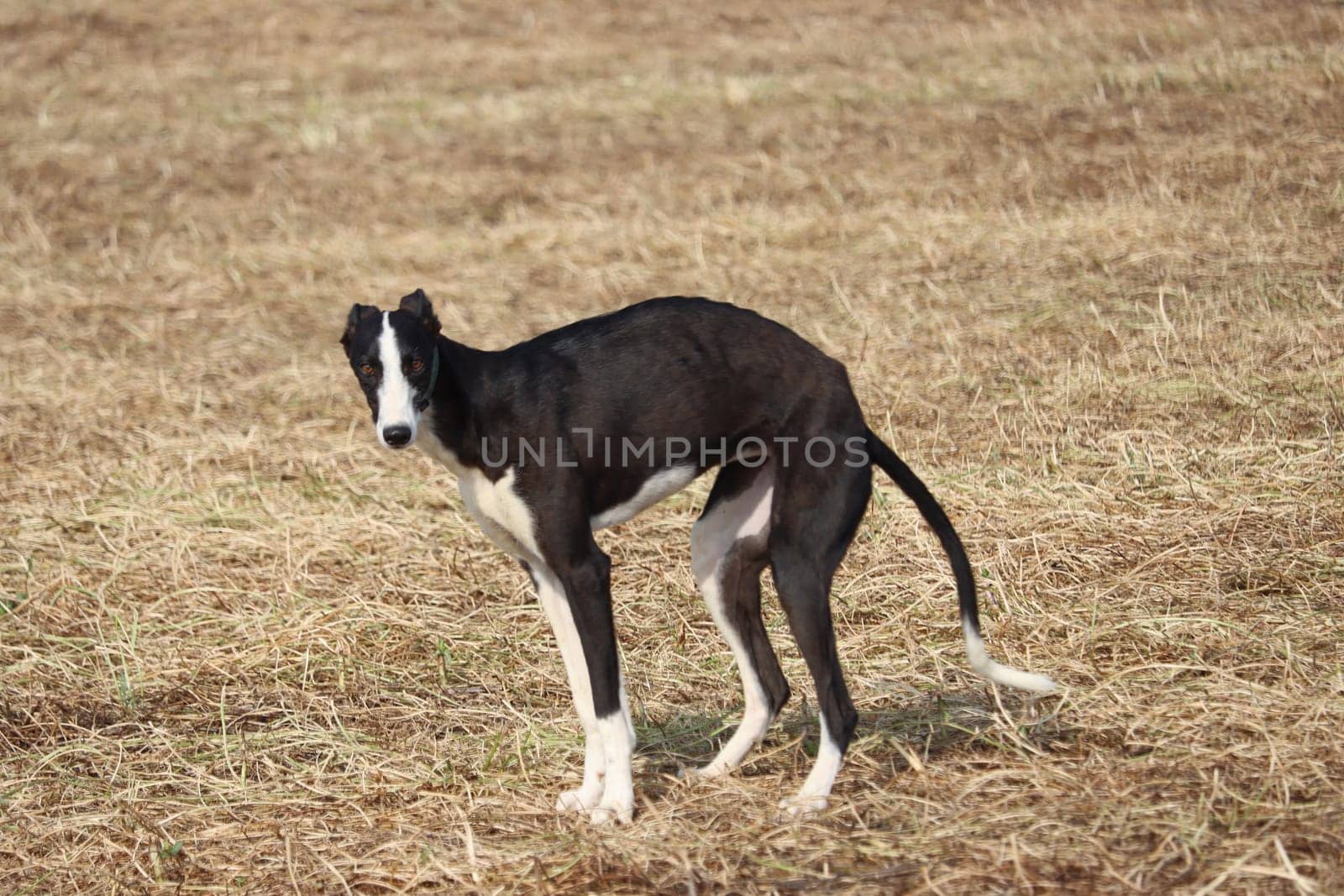 Spanish greyhound dog race hare hunting speed delivers passion