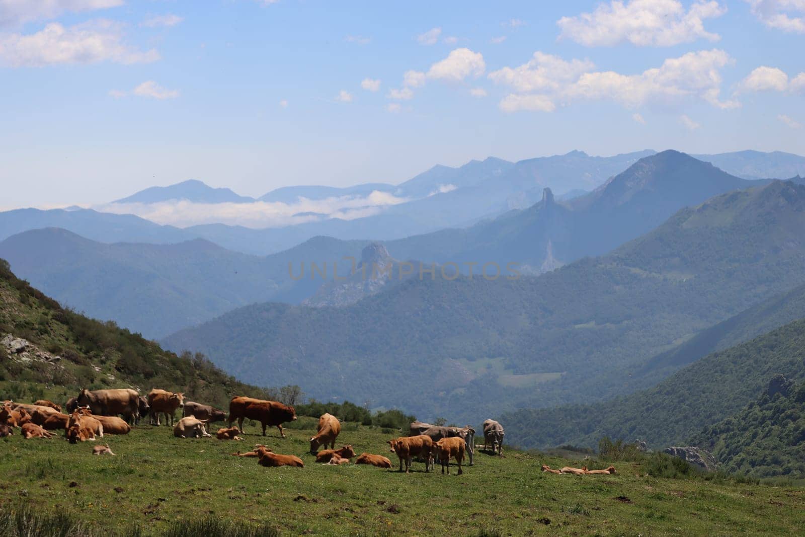 beautiful natural landscape vegetation animals mountains sky