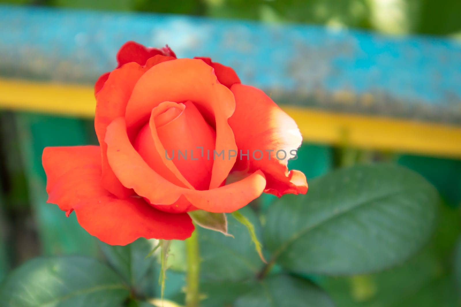 Beautiful, colorful, delicate blooming roses in a red garden. Selective focus. Close-up