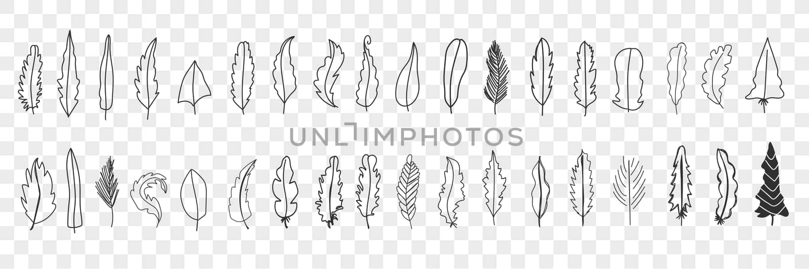 Various bird feathers doodle set. Collection of hand drawn cute elegant silhouette and patterns of feathers from different birds isolated on transparent background. Illustration of feather