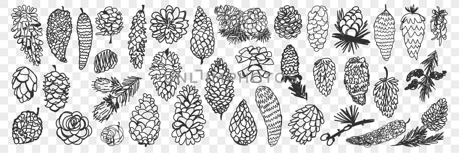 Various coniferous cones doodle set. Collection of hand drawn natural pine and fir cones of various shapes and sizes from forest isolated on transparent background. Illustration of trees seeds