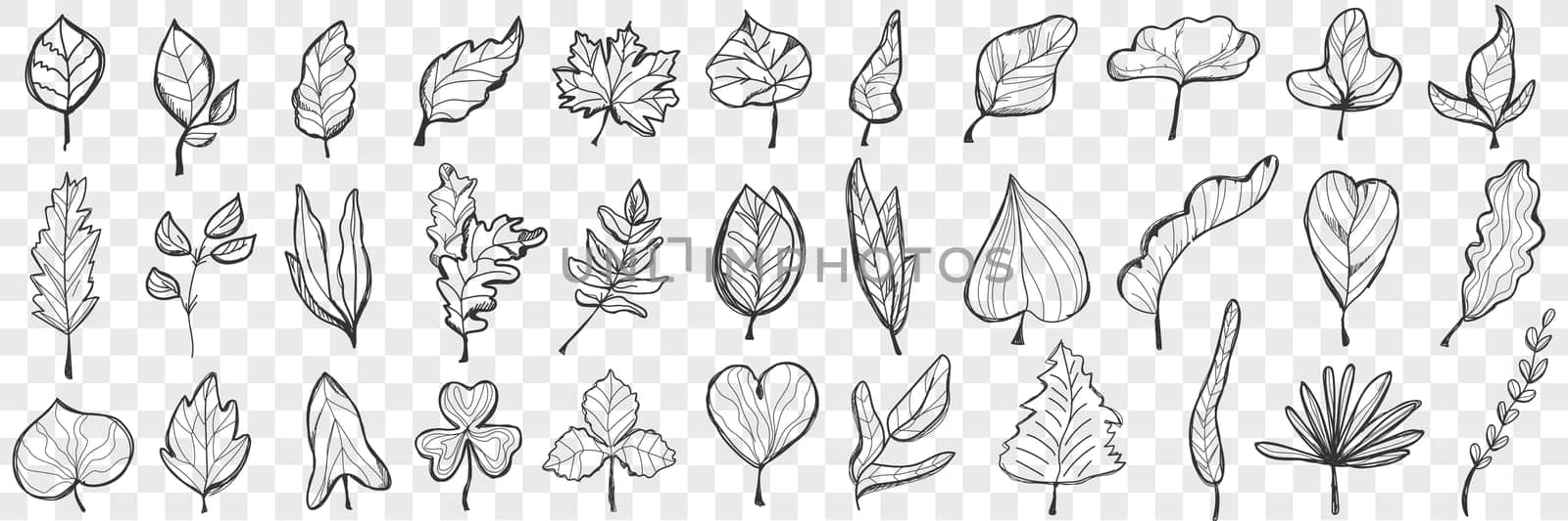 Leaves doodle set. Collection of hand drawn beautiful fallen leaves of different shapes and forms isolated on transparent background. Illustration of nature plant and trees leaves variation