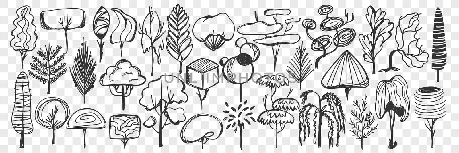 Trees doodle set. Collection of hand drawn deciduous and coniferous trees with leaves and crowns isolated on transparent background. Illustration of nature plants and trees of various types