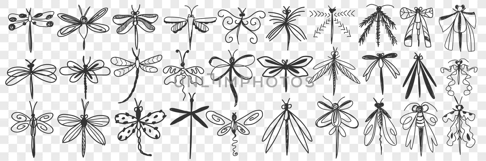 Dragonfly doodle set. Collection of hand drawn various dragonfly with elegant wings with different patterns flying isolated on transparent background. Illustration of beautiful insect
