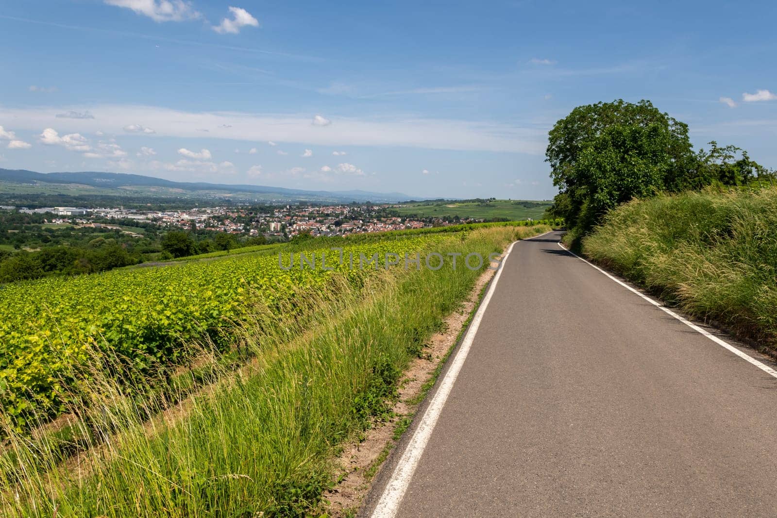 Ingelheim, Rhein, Germany during summertime