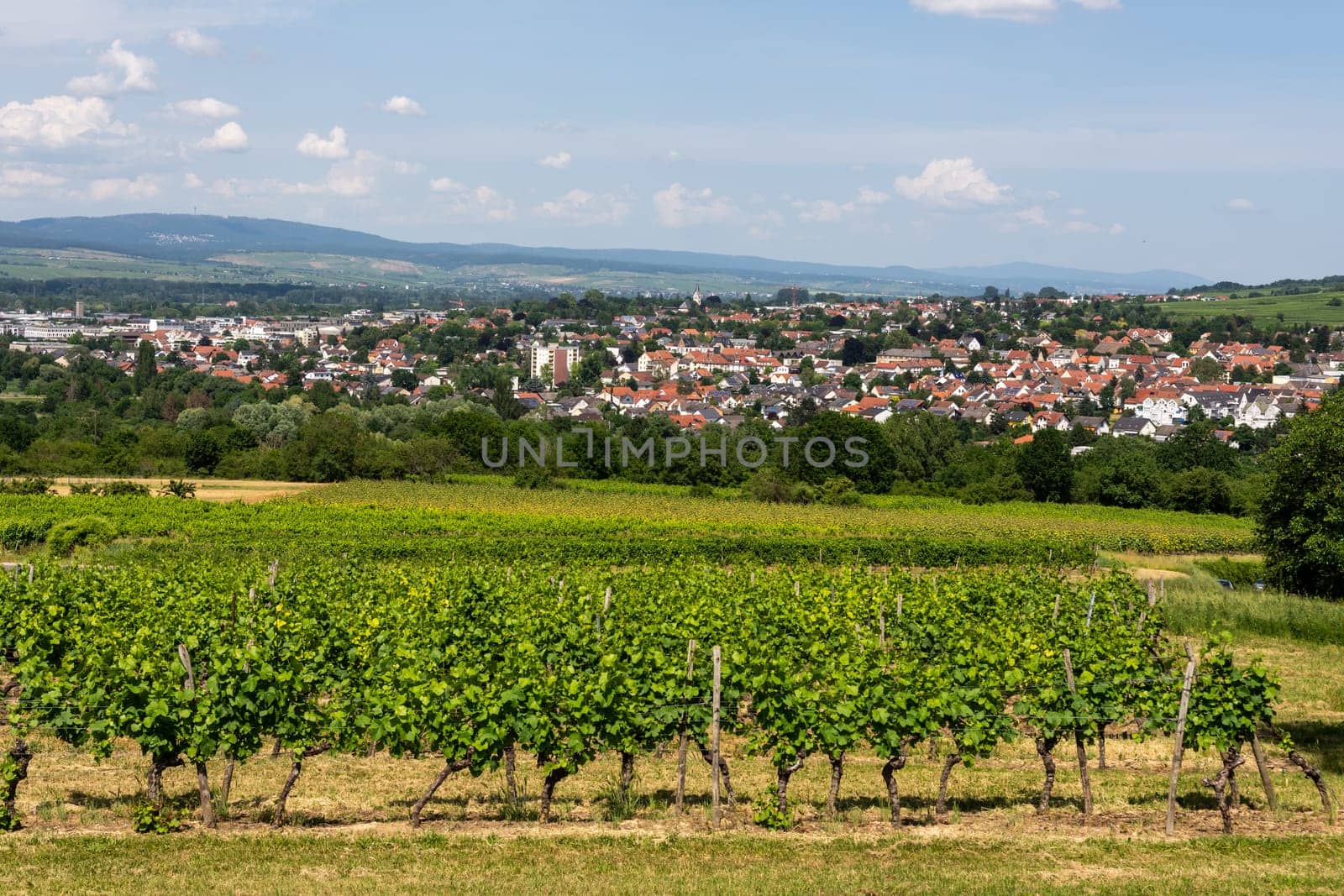 Ingelheim, Rhein, Germany during summertime