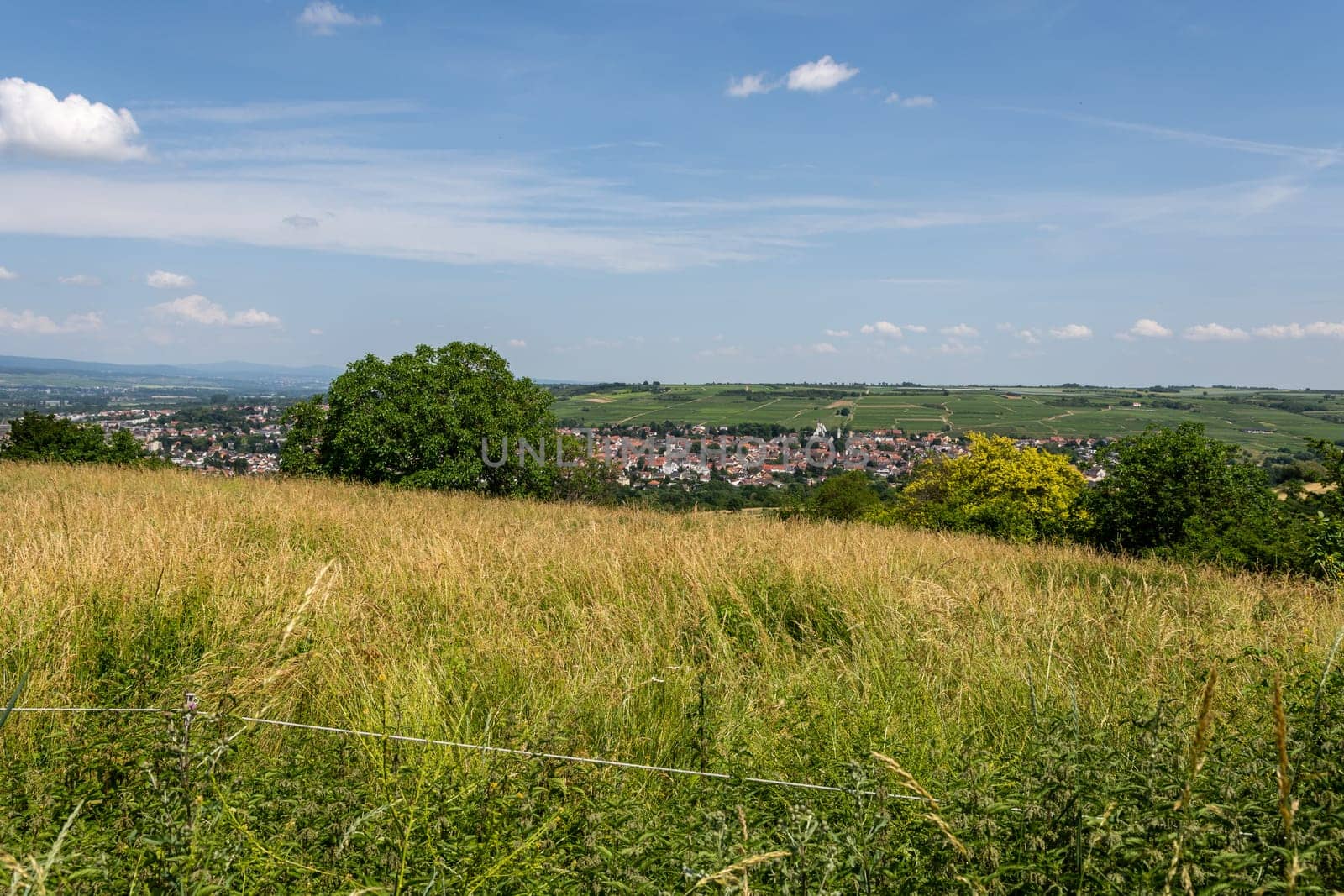 Ingelheim, Rhein, Germany during summertime