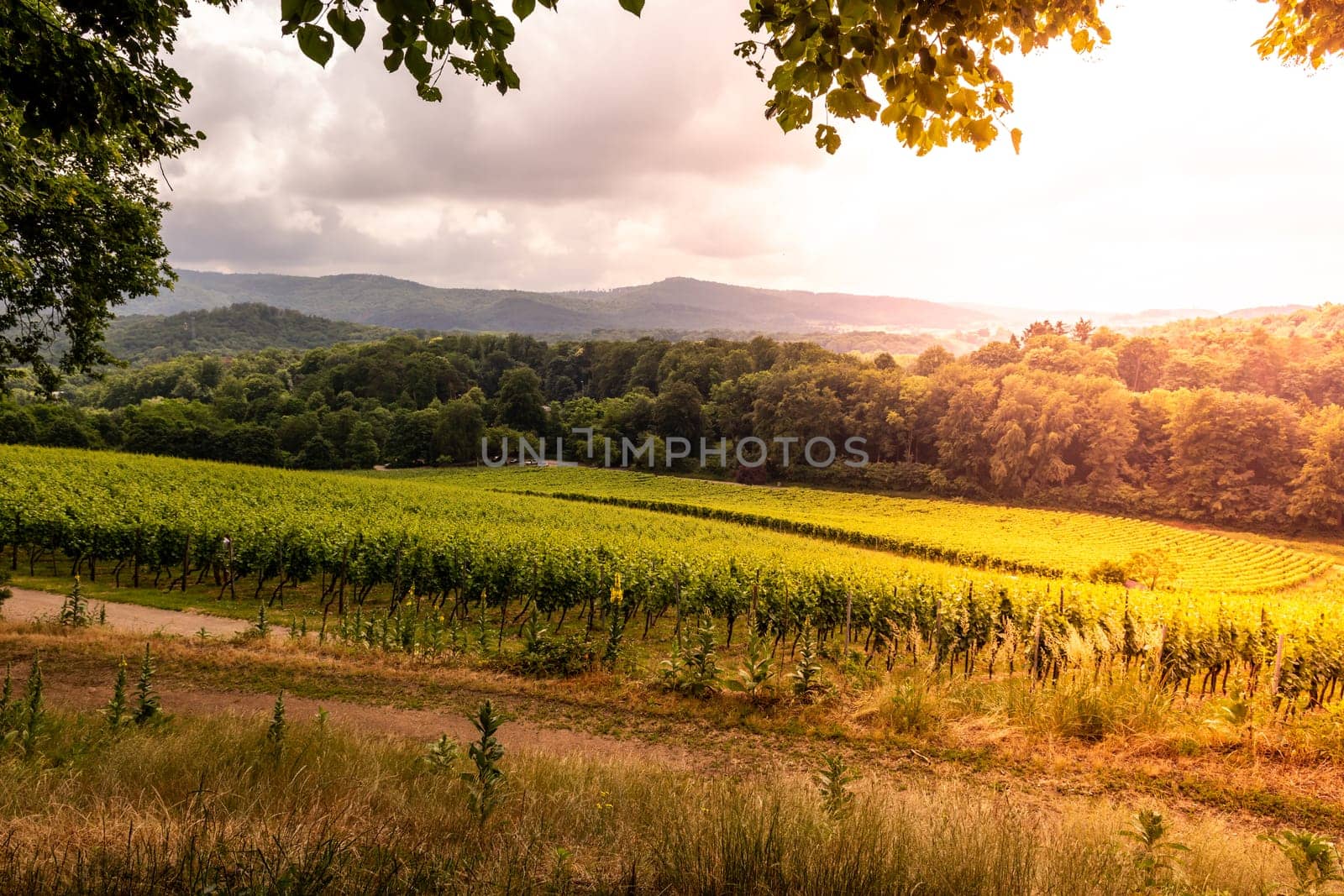 vine field on a vineyard in germany, bergstrasse odenwald during sunset