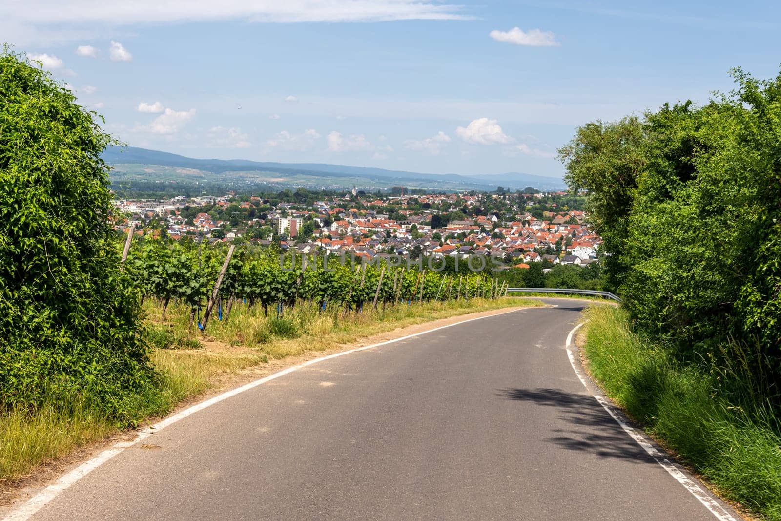 Ingelheim, Rhein, Germany during summertime