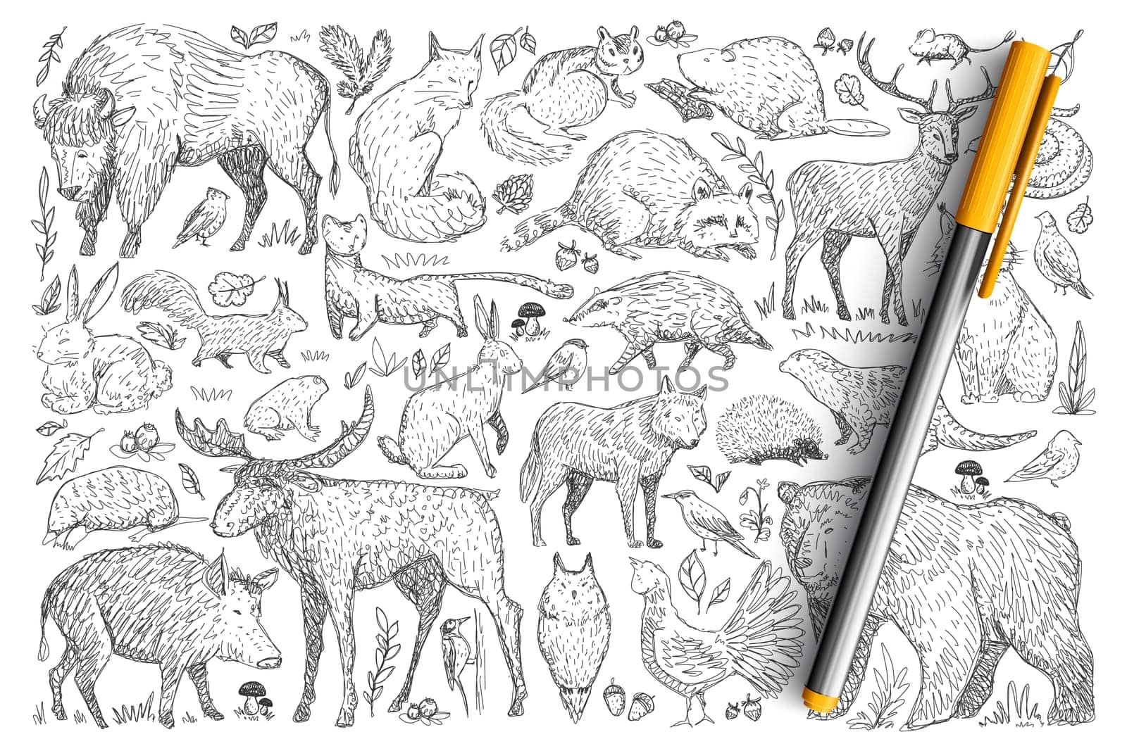 Forest wild animals doodle set. Collection of hand drawn deer fox bear rabbit squirrel raccoon buffalo hedgehog living in wild nature isolated on transparent background. Illustration of animals