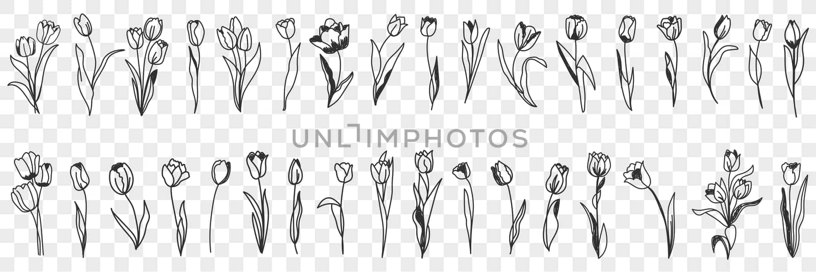 Tulip flowers decoration doodle set. Collection of hand drawn various blooming tulip floral pattern decorations wallpaper in rows isolated on transparent background
