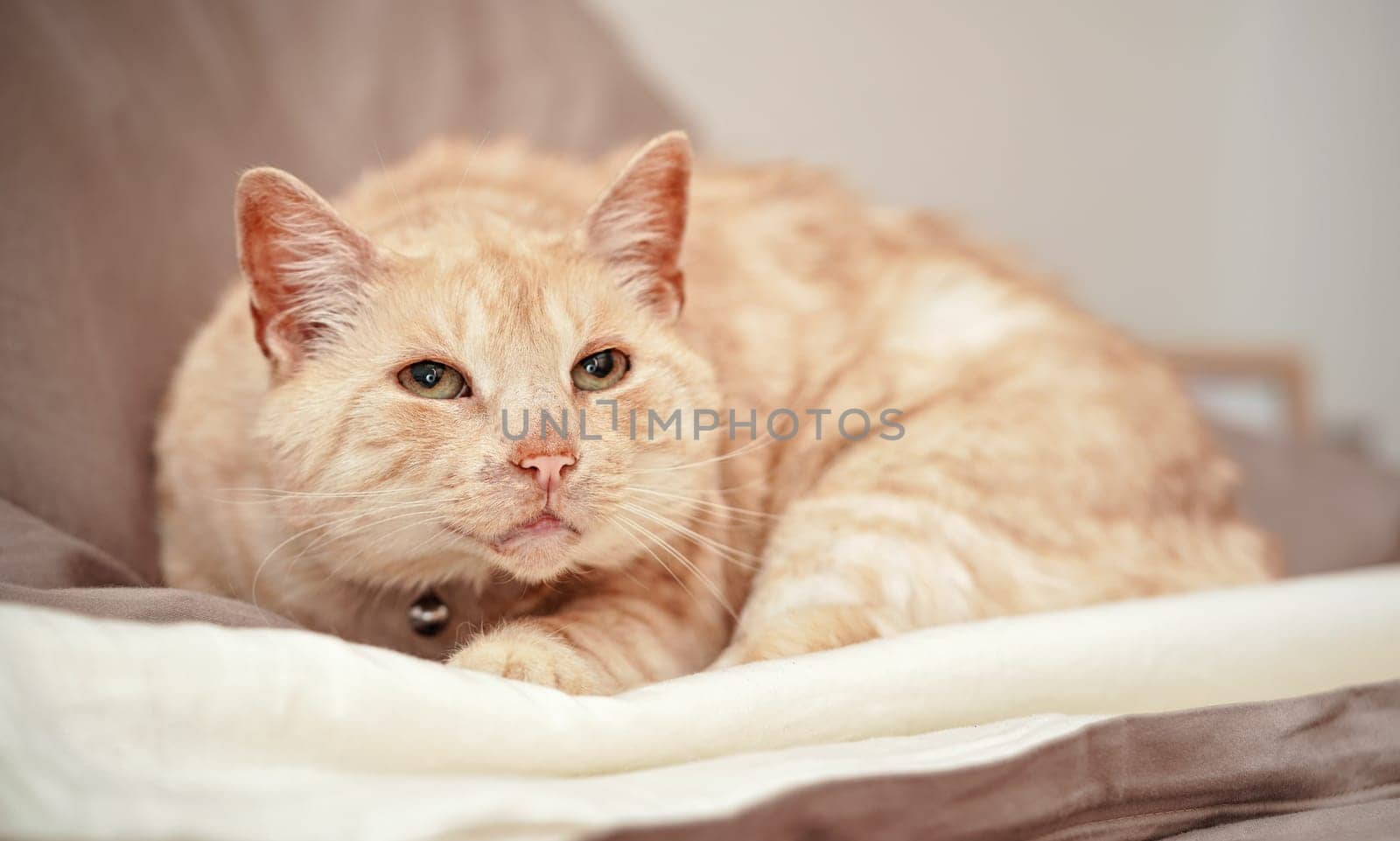 Light brown or beige cat with green eyes, resting on the bed.