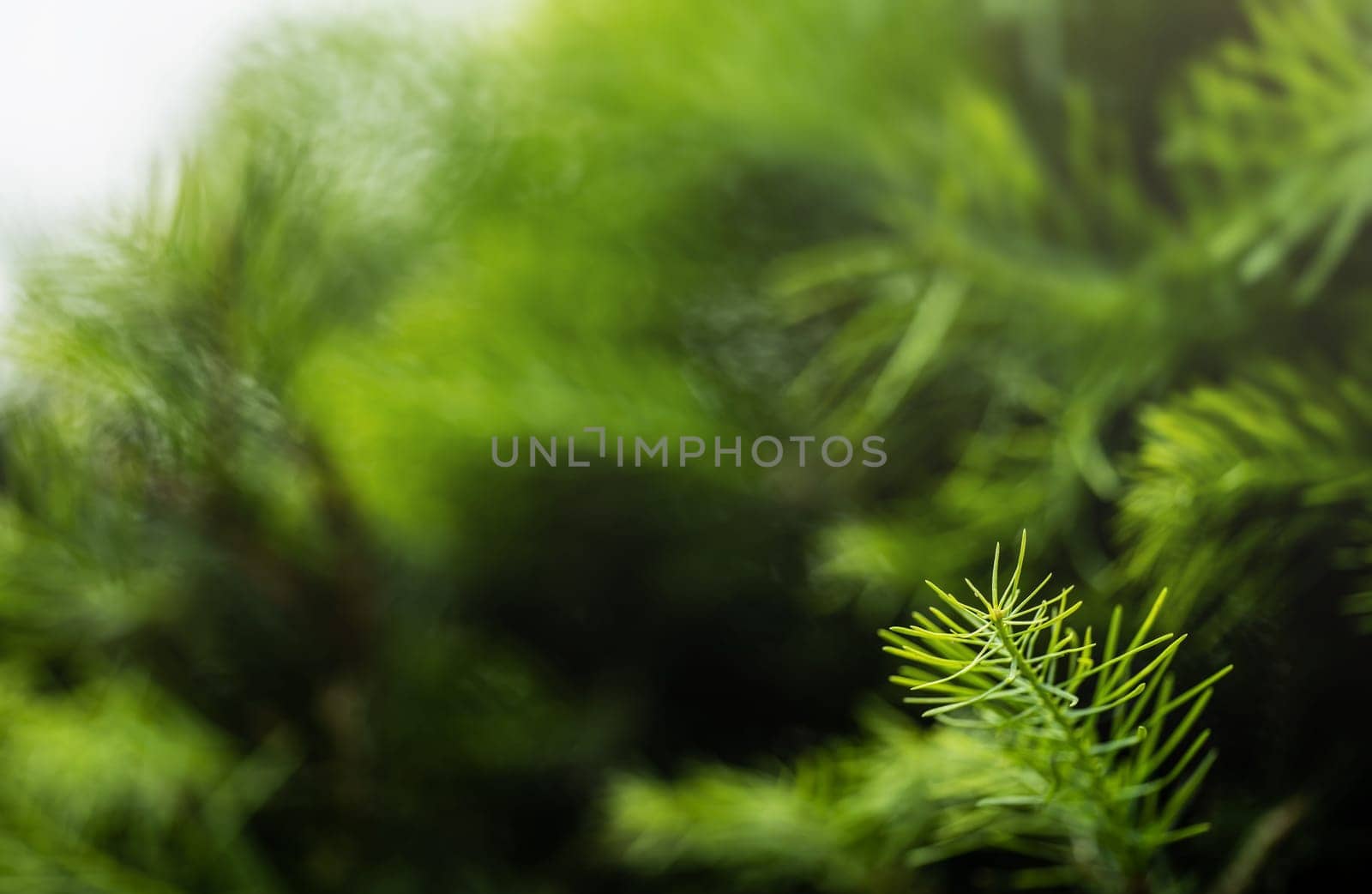 Fine fir growing on young coniferous tree, closeup shallow depth of field macro detail - only few blades in focus, abstract natural background space for text left side.