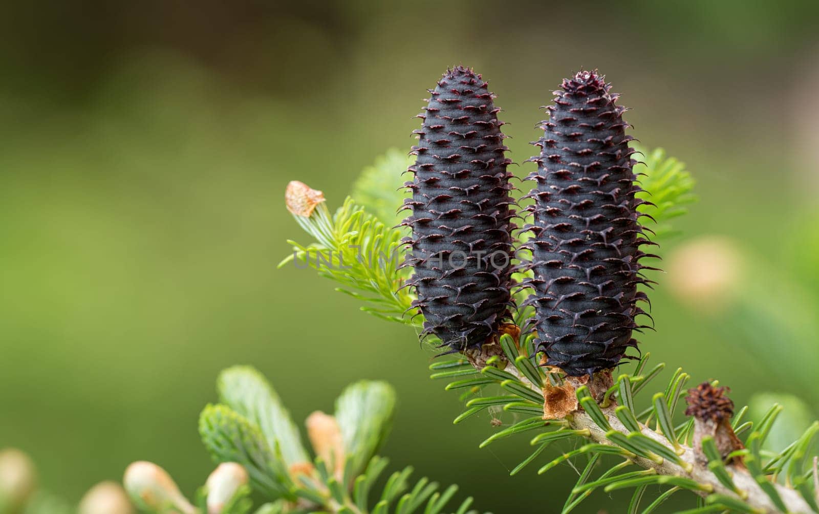 Young spruce abies species cones growing on branch with fir, closeup detail.