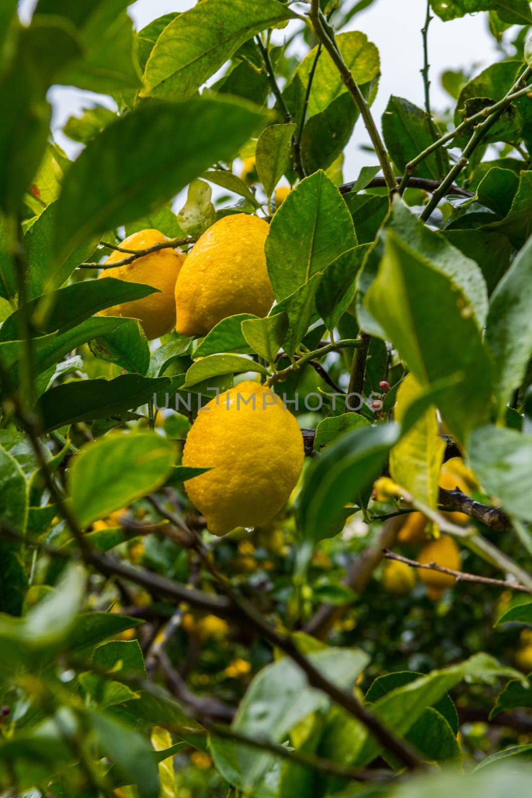 Frehs lemons on a lemontree (majorca)