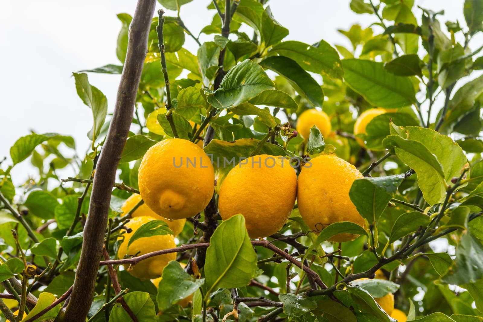Frehs lemons on a lemontree (majorca)