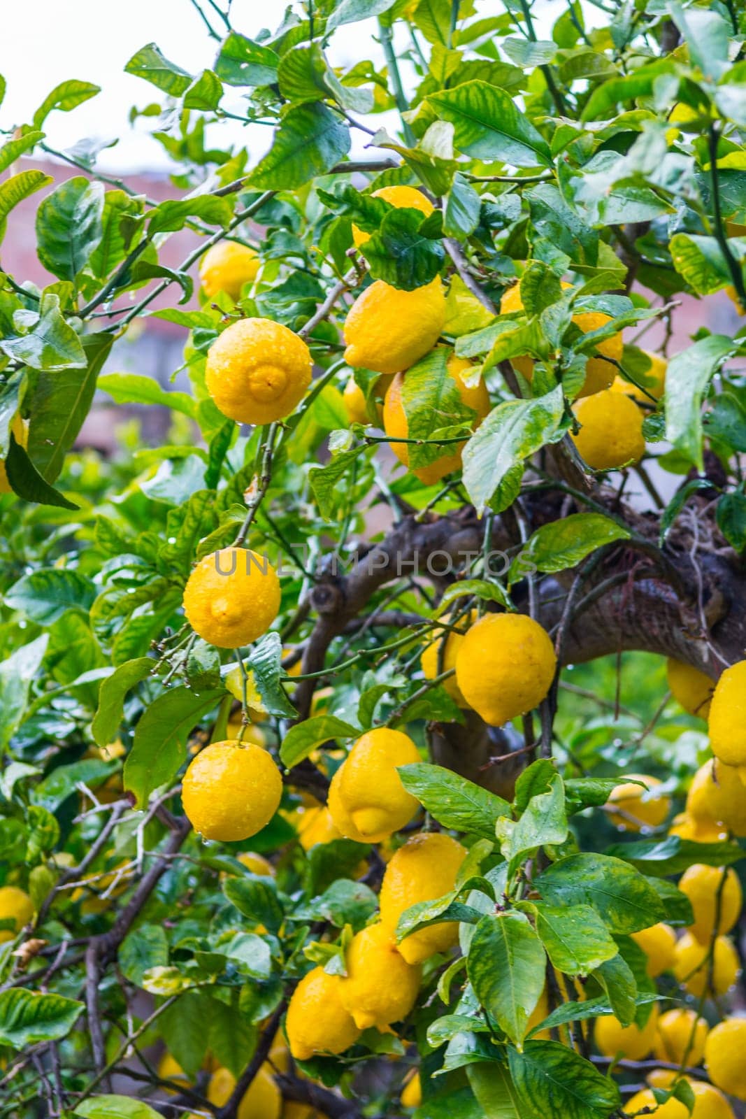 Frehs lemons on a lemontree (majorca)