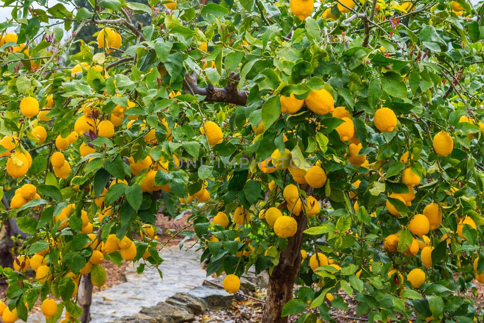 Frehs oranges on a orange tree (majorca)