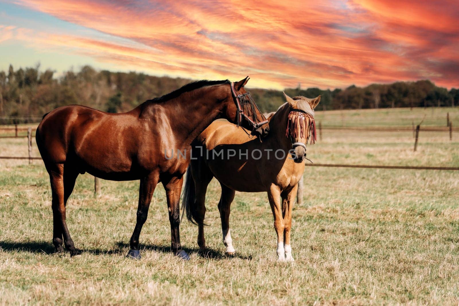 Horse farm. Horses on a horse farm. Horses graze on a horse farm.