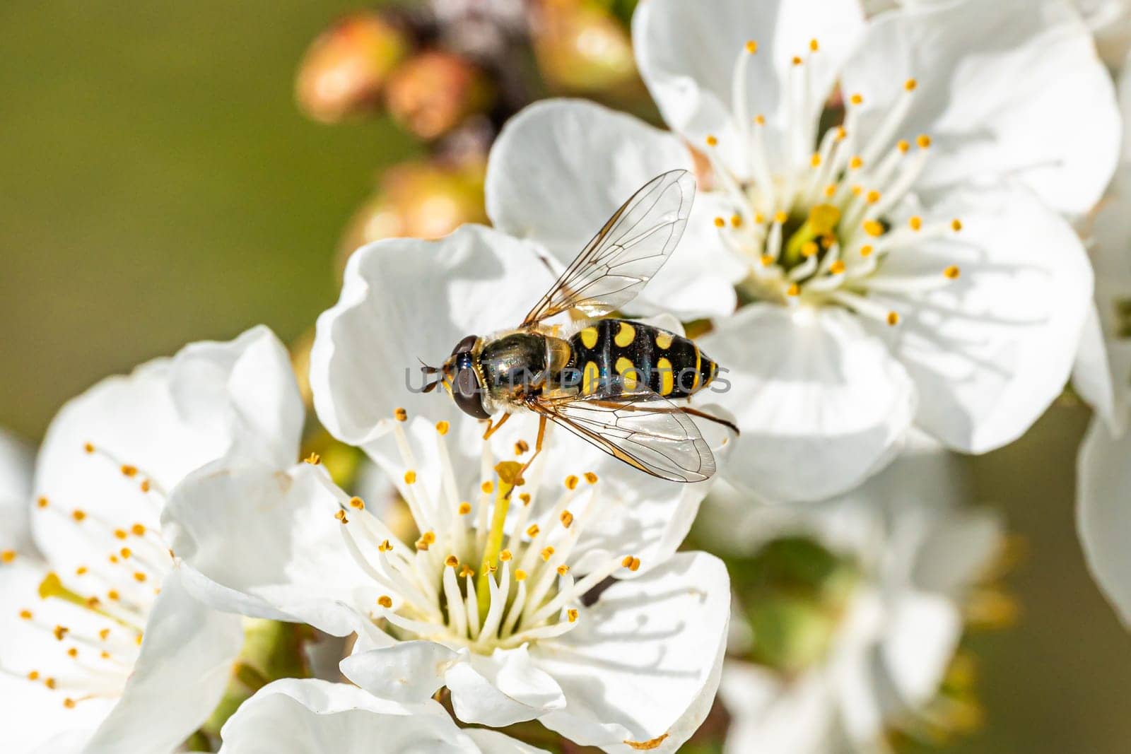 Bee on a flower collecting pollen. Honeybee gathering nectar from summer blossoms