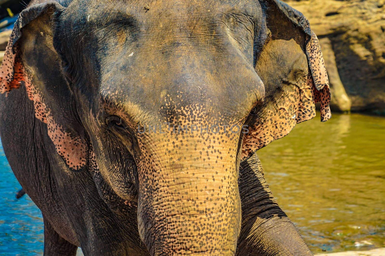 Wild elephant image (Sri Lanka Pinnawara). Shooting Location: Sri Lanka