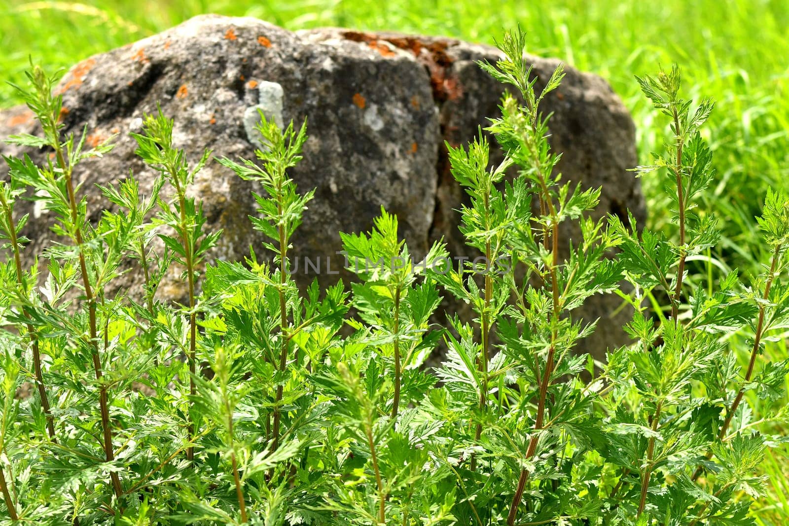 common mugwort, medicinal plant with leaves.