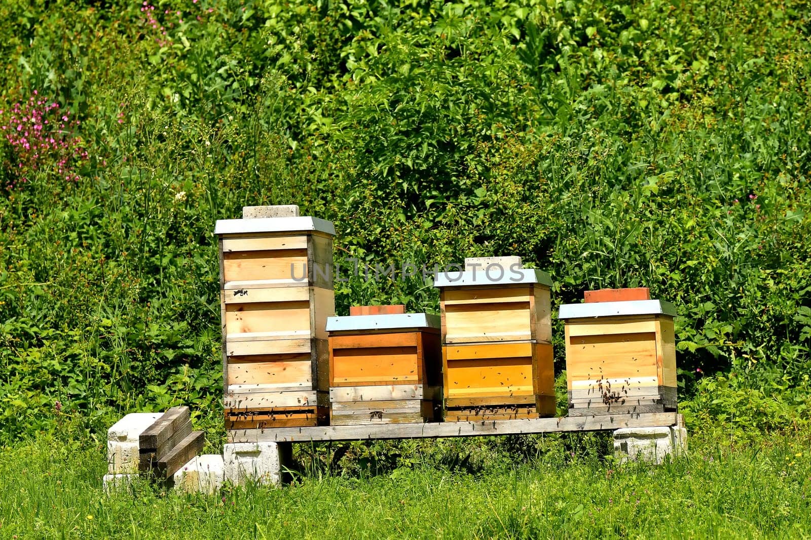 beehives in a meadow in summertime in Germany