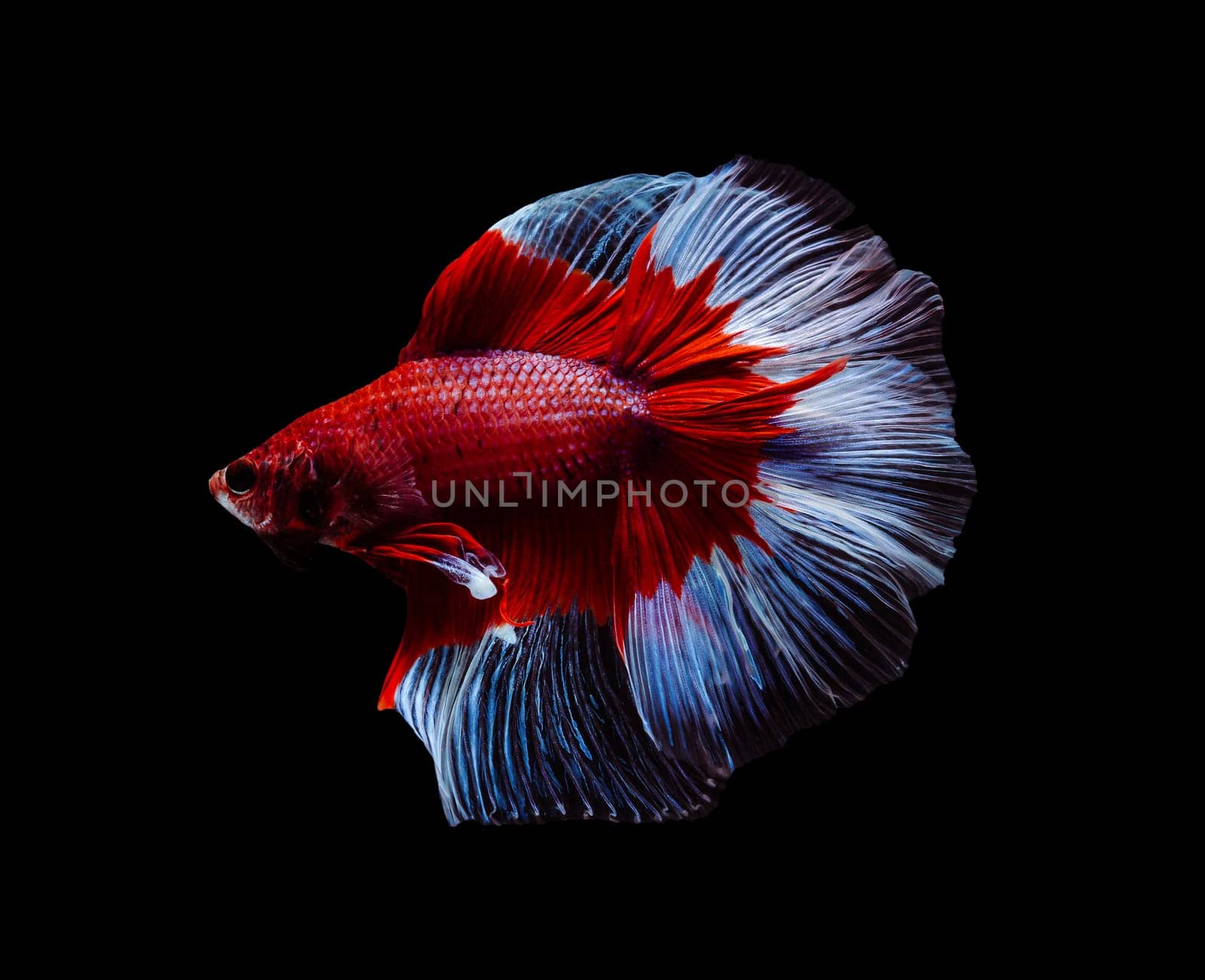 Siamese fighting fish or Betta splendens fish, popular aquarium fish in Thailand. Red and white half moon tail betta fighting fish motion isolated on black background