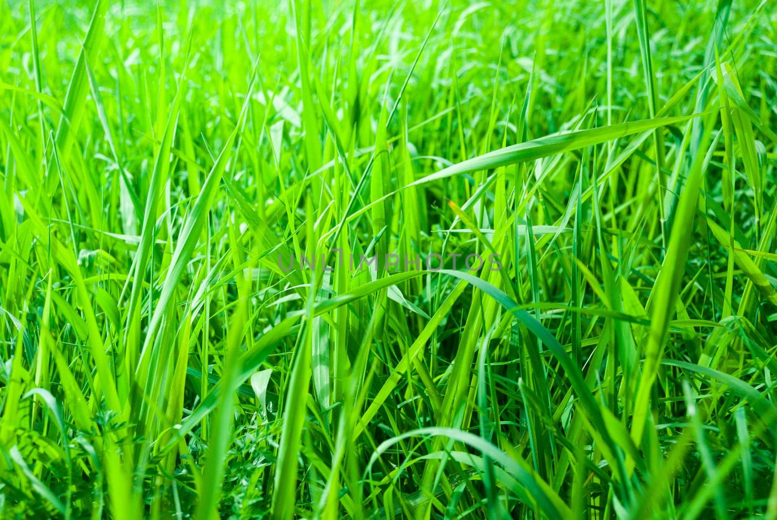 Green fresh Meadow Background