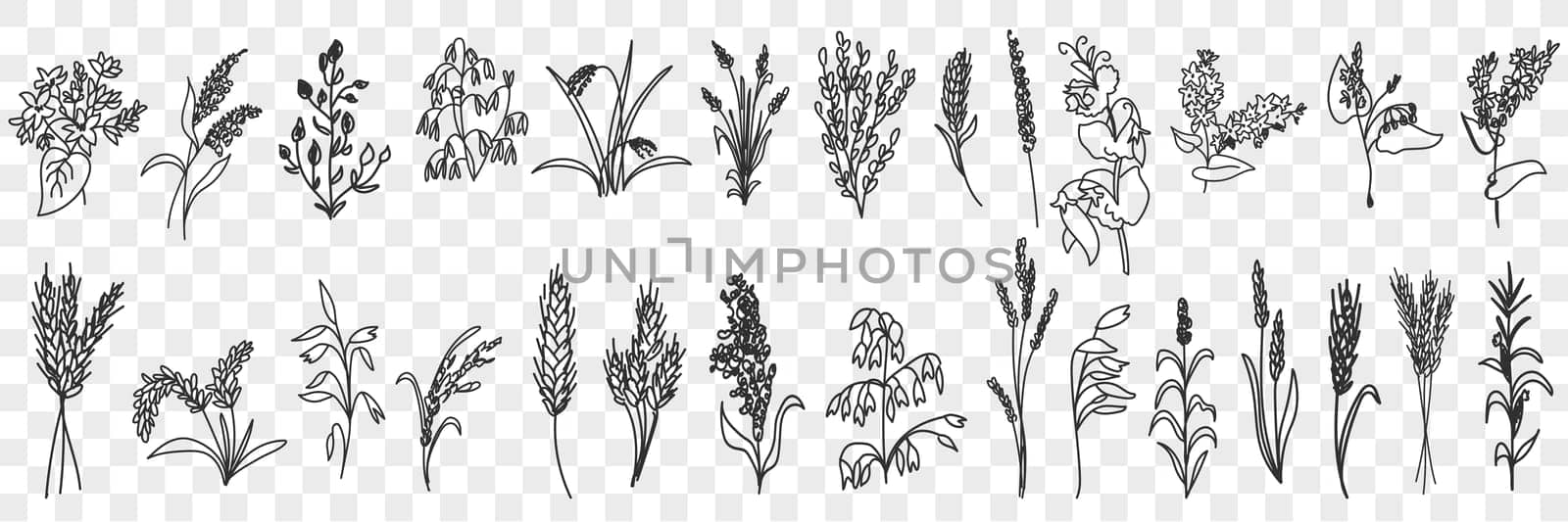 Fields grass and plants doodle set. Collection of hand drawn various grass growing on field blooming in rows isolated on transparent background